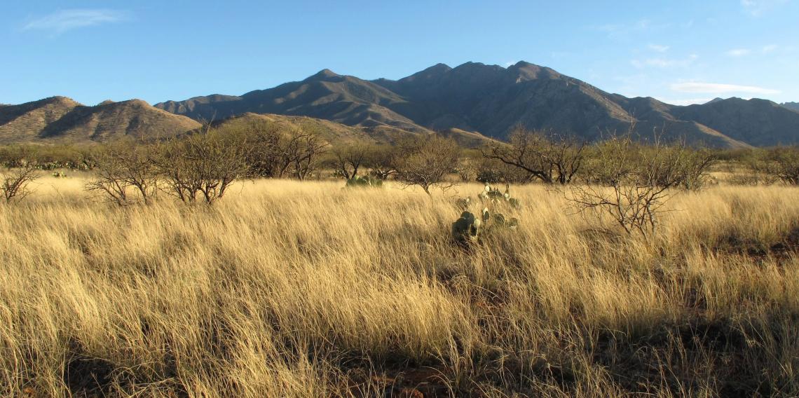 The UA’s Santa Rita Experimental Range is one of the large-scale/long-term study areas that are crucial for this research. Using techniques like repeat photography, inclusion or exclusion of livestock and vegetation surveys since the 1950s, scientists stu The UA’s Santa Rita Experimental Range is one of the large-scale/long-term study areas that are crucial for this research. Using techniques like repeat photography, inclusion or exclusion of livestock and vegetation surveys since the 1950s, scientists stu
